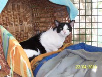 /album/algunos-de-nuestros-gatos-para-apadrinar/domenico-g-3-jpg/